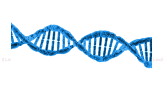 Bhauri Devi v. Bila Devi & Ors.: High Court Mandates DNA Verification in "Rarest of Rare" Maternity Dispute